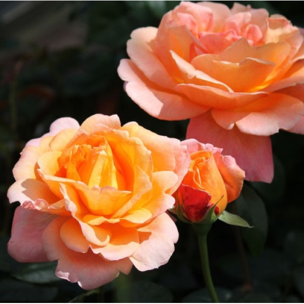 CHERRY BRANDY® 85 CHERRY BRANDY® 85